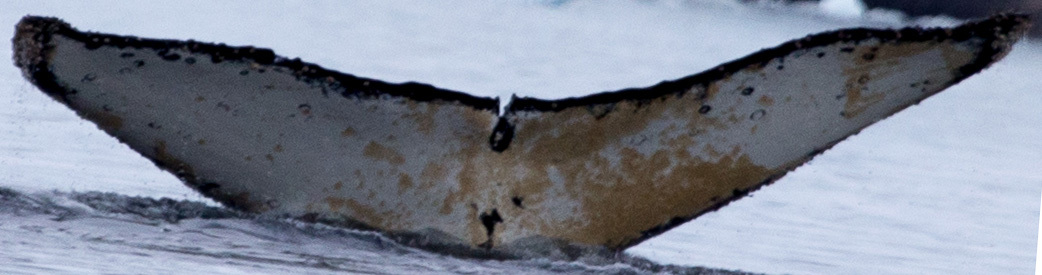 Fluke of AHWC-0721