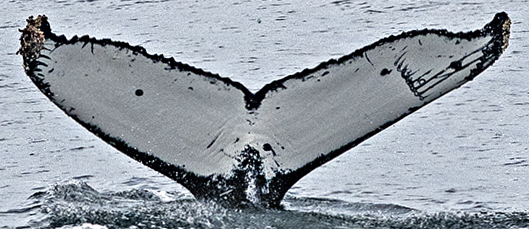 Fluke of Swiper (California)