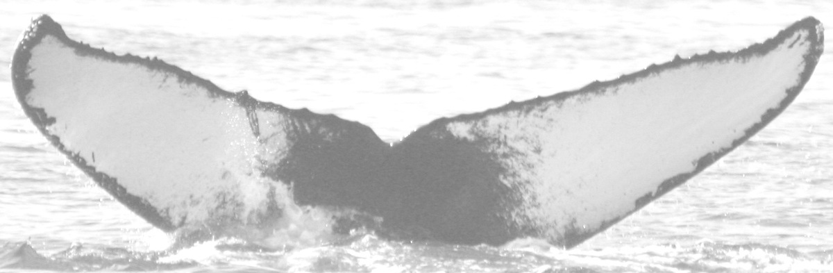 Fluke of Silky