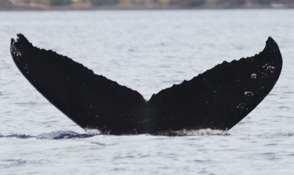 Fluke of HW-MN0441149