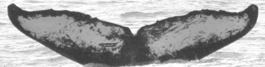 Fluke of HW-MN0441155