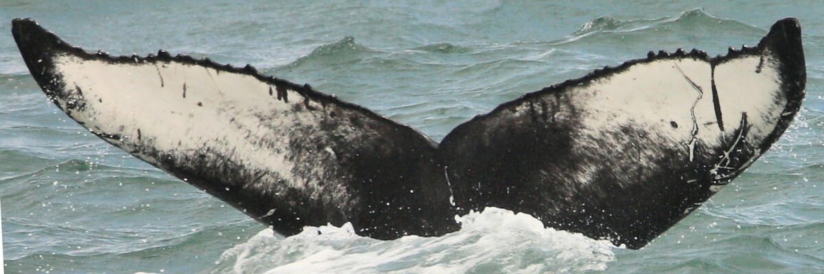 Fluke of Khaleesi (Iceland)