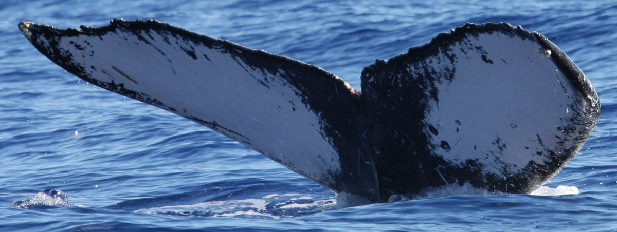 Fluke of HW-MN0441169