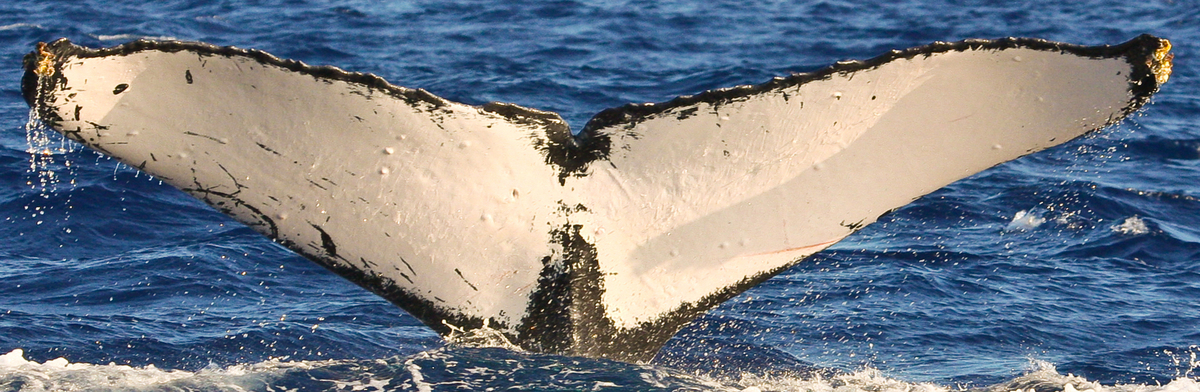 Fluke of Spinelli (BC)