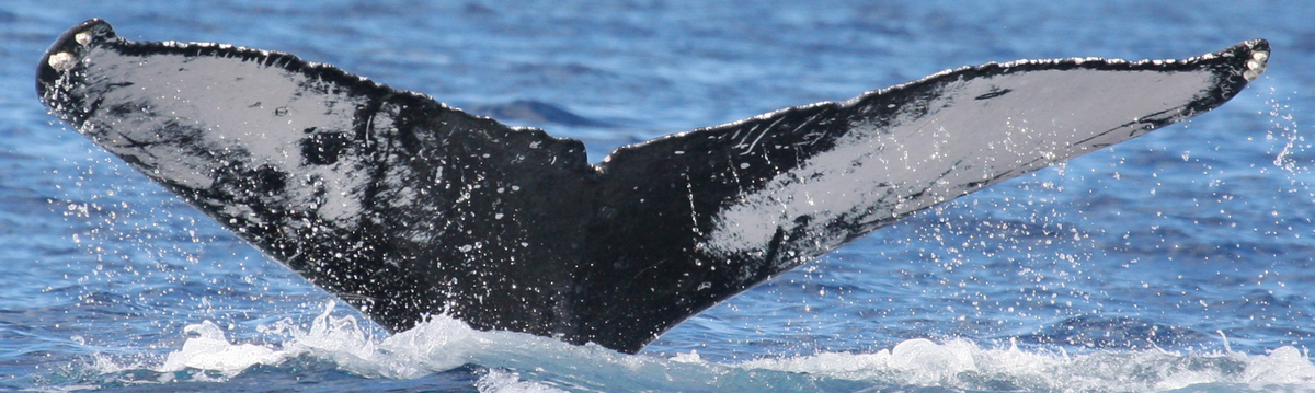 Fluke of HW-MN0441179