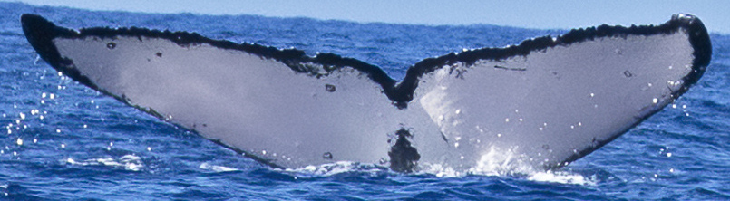 Fluke of HW-MN0441181