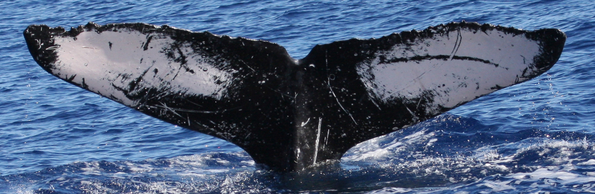 Fluke of HW-MN0441182