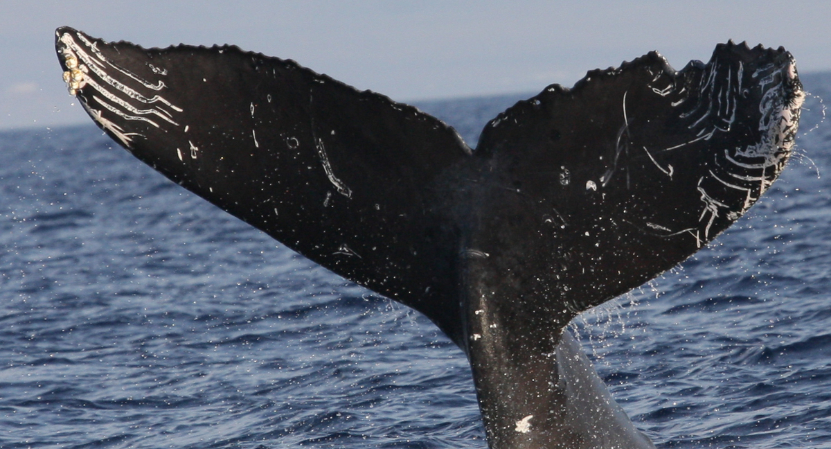 Fluke of HW-MN0441202