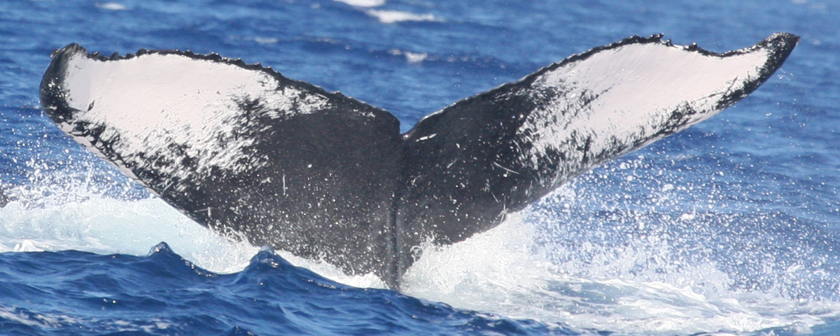 Fluke of HW-MN0441231
