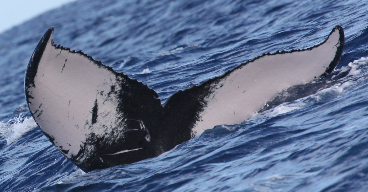 Fluke of HW-MN0441232