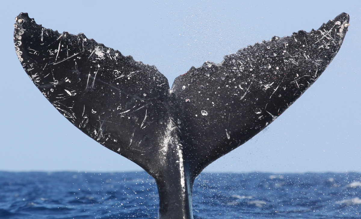 Fluke of HW-MN0441233
