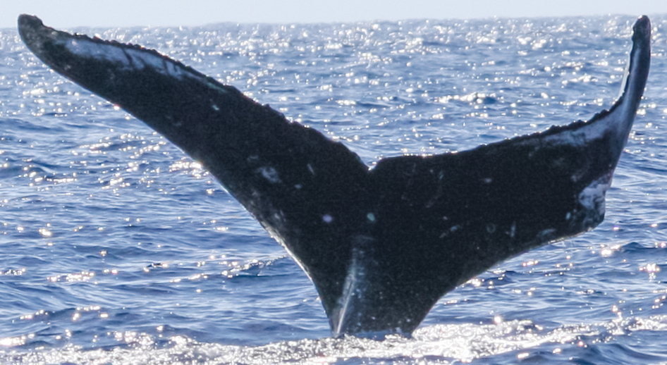 Fluke of HW-MN0441234