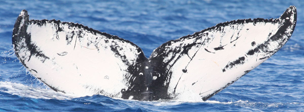 Fluke of HW-MN0441239