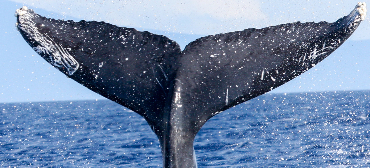 Fluke of HW-MN0441247