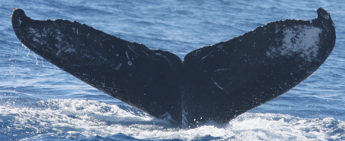 Fluke of HW-MN0441250