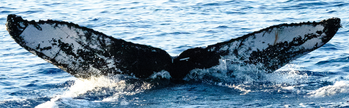 Fluke of HW-MN0441255