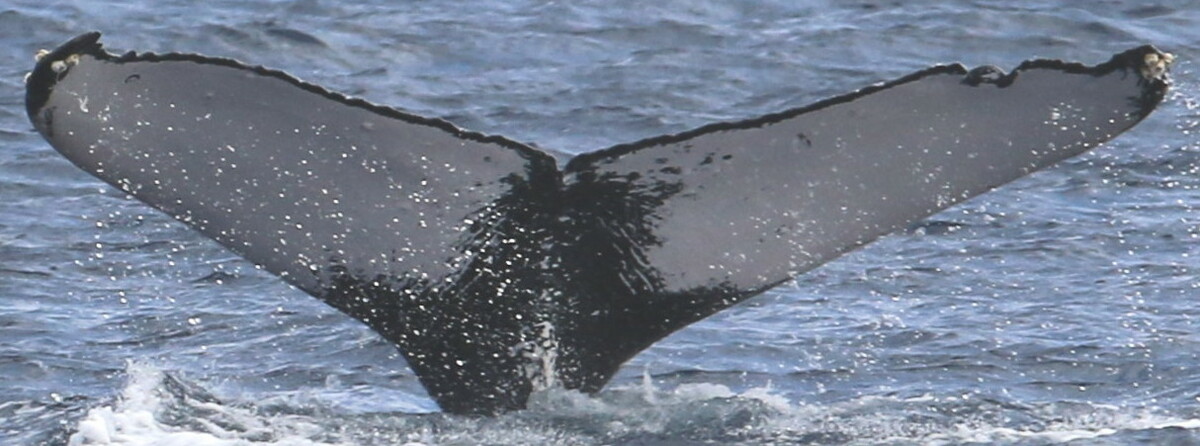 Fluke of HW-MN0441261