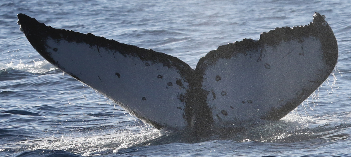 Fluke of HW-MN0441269