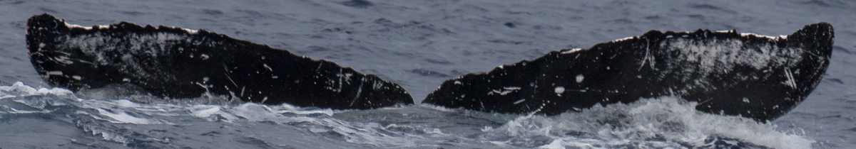 Fluke of HW-MN0441274