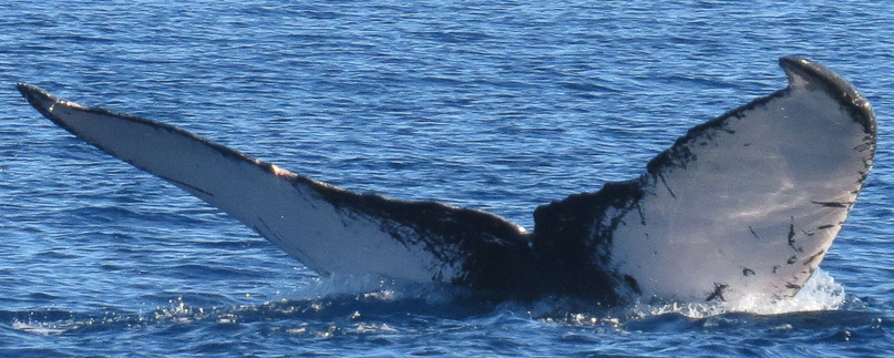 Fluke of HW-MN0441276