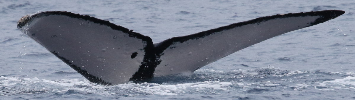 Fluke of HW-MN0441286