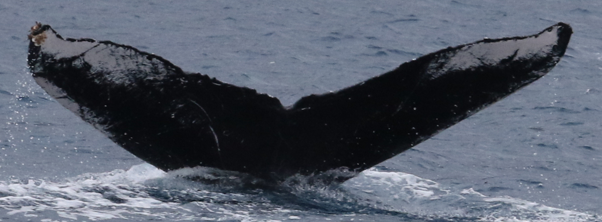Fluke of HW-MN0441287