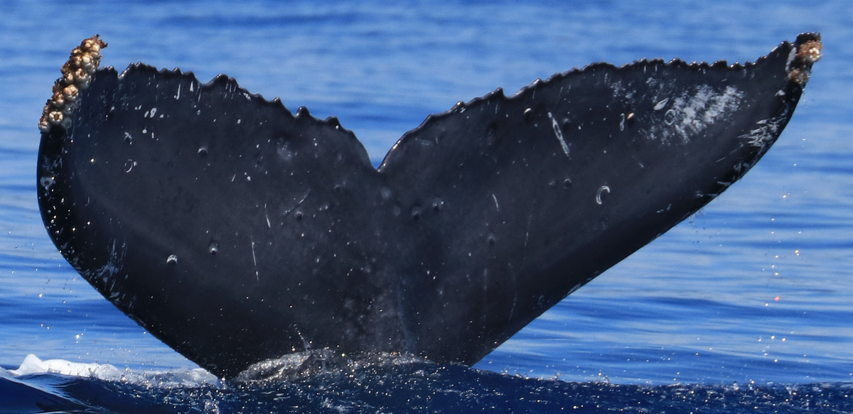 Fluke of HW-MN0441289