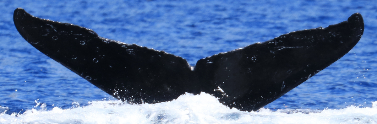 Fluke of HW-MN0441290