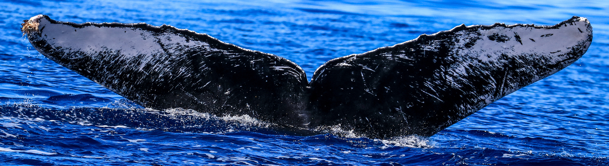 Fluke of HW-MN0441291
