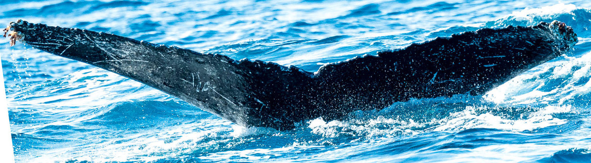 Fluke of HW-MN0441292