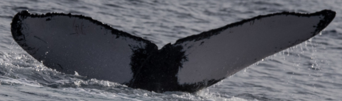 Fluke of HW-MN0441296