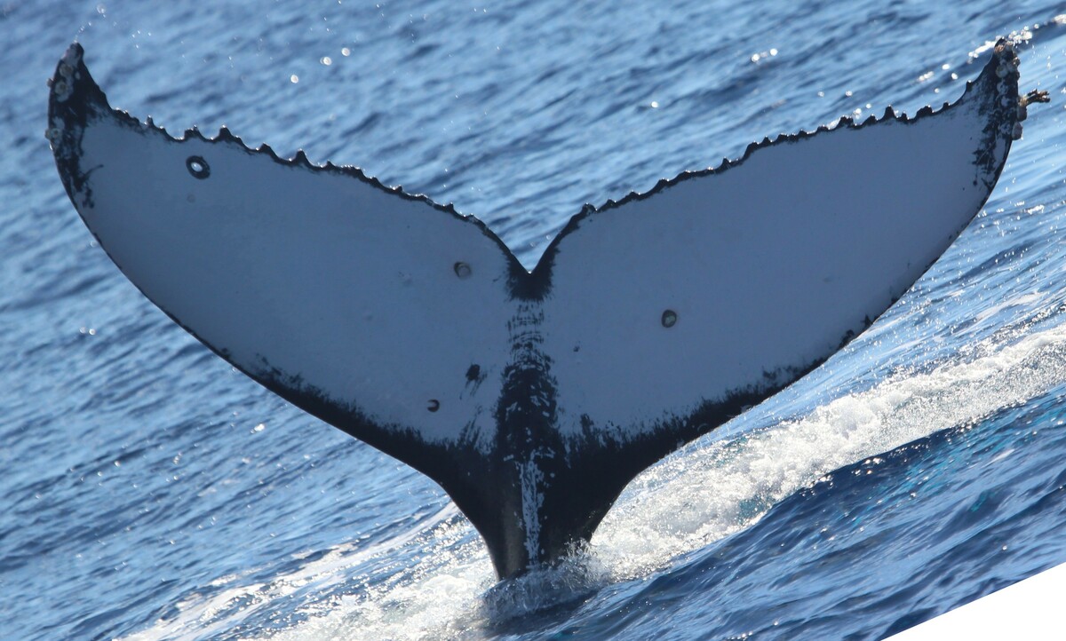Fluke of Ace (BC / MERS)
