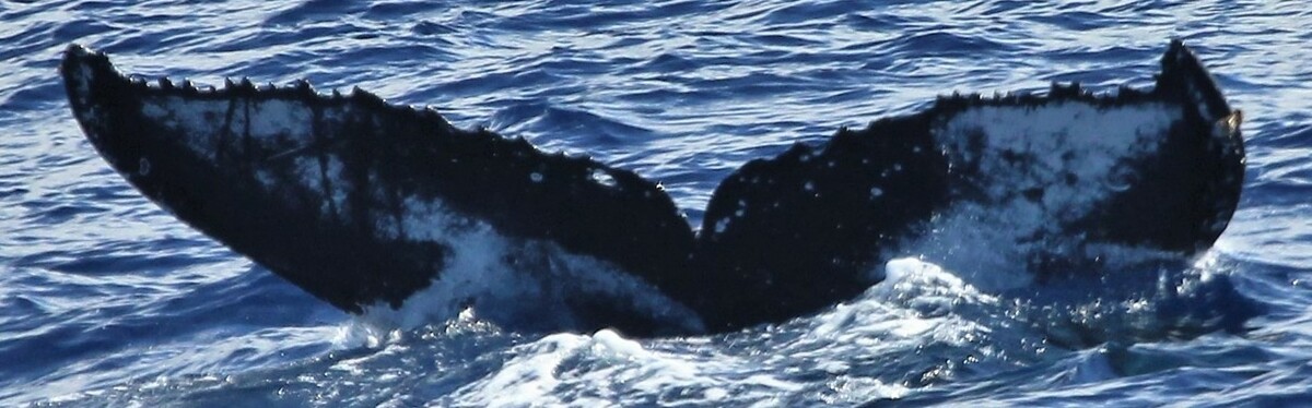 Fluke of HW-MN0441298