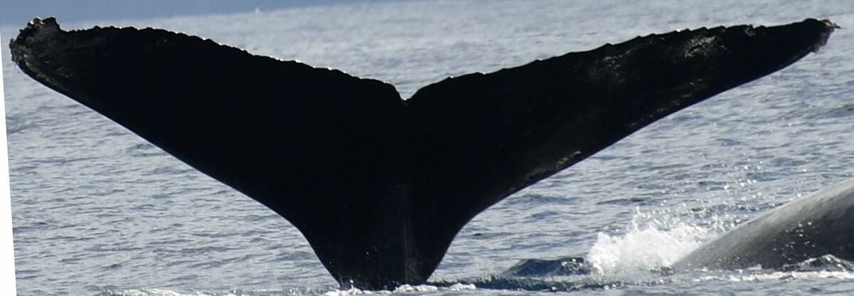 Fluke of HW-MN0441301