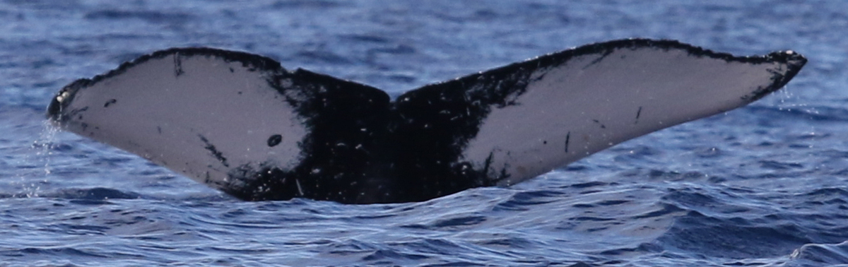 Fluke of HW-MN0441303
