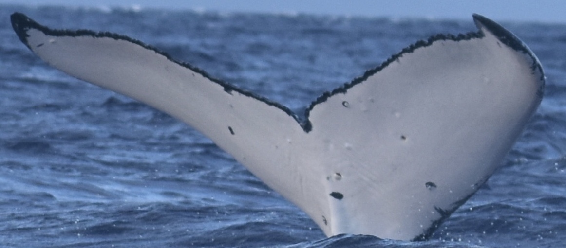 Fluke of SEAK-2490
