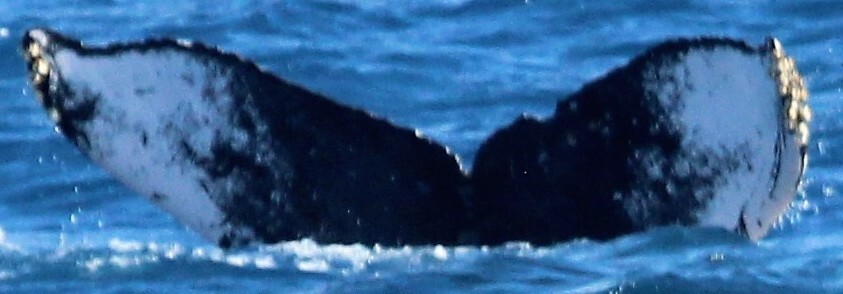 Fluke of SEAK-5531