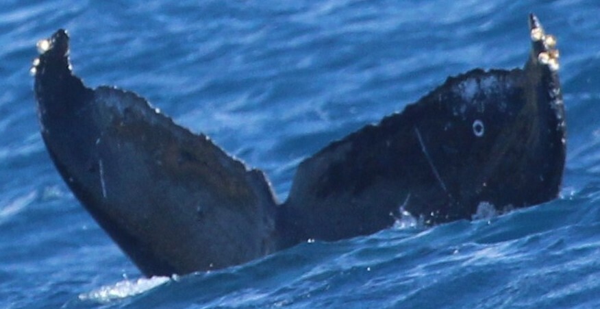 Fluke of HW-MN0441306
