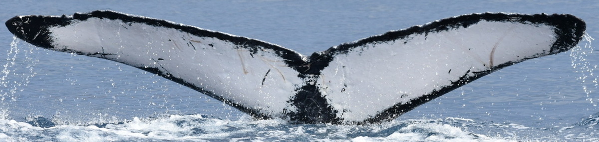 Fluke of HW-MN0441307