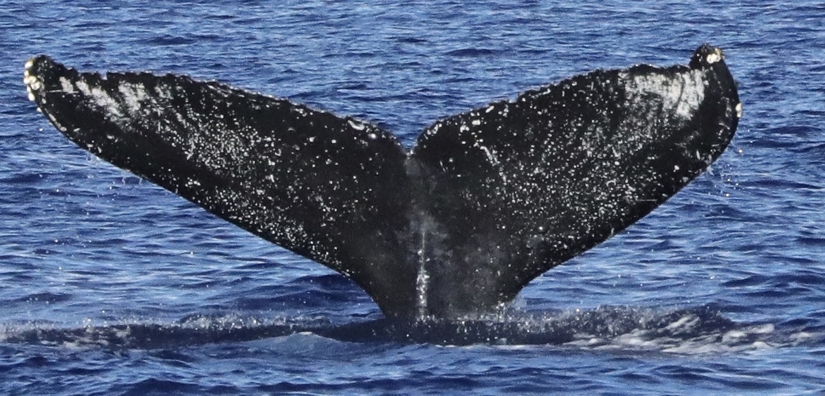 Fluke of HW-MN0441309