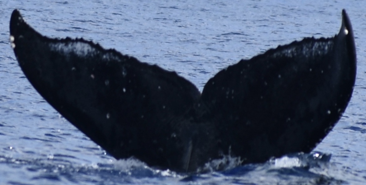 Fluke of HW-MN0441310