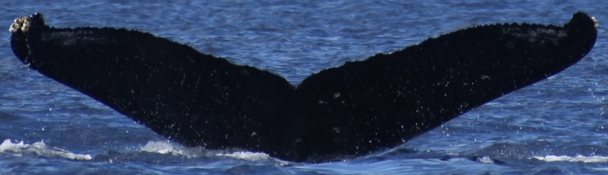 Fluke of HW-MN0441312