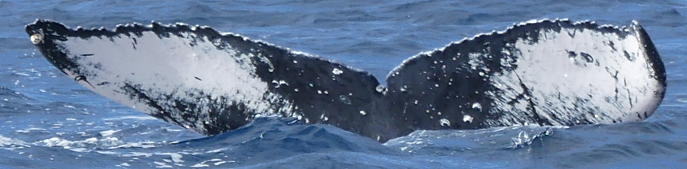 Fluke of HW-MN0441314