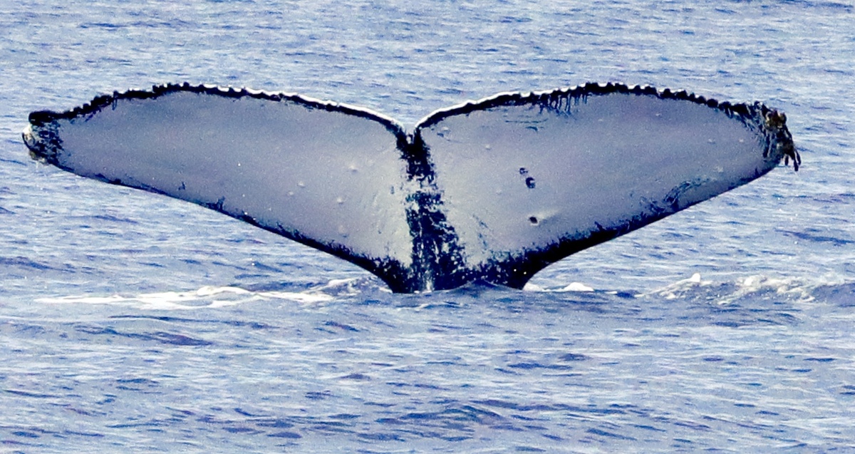 Fluke of HW-MN0441317