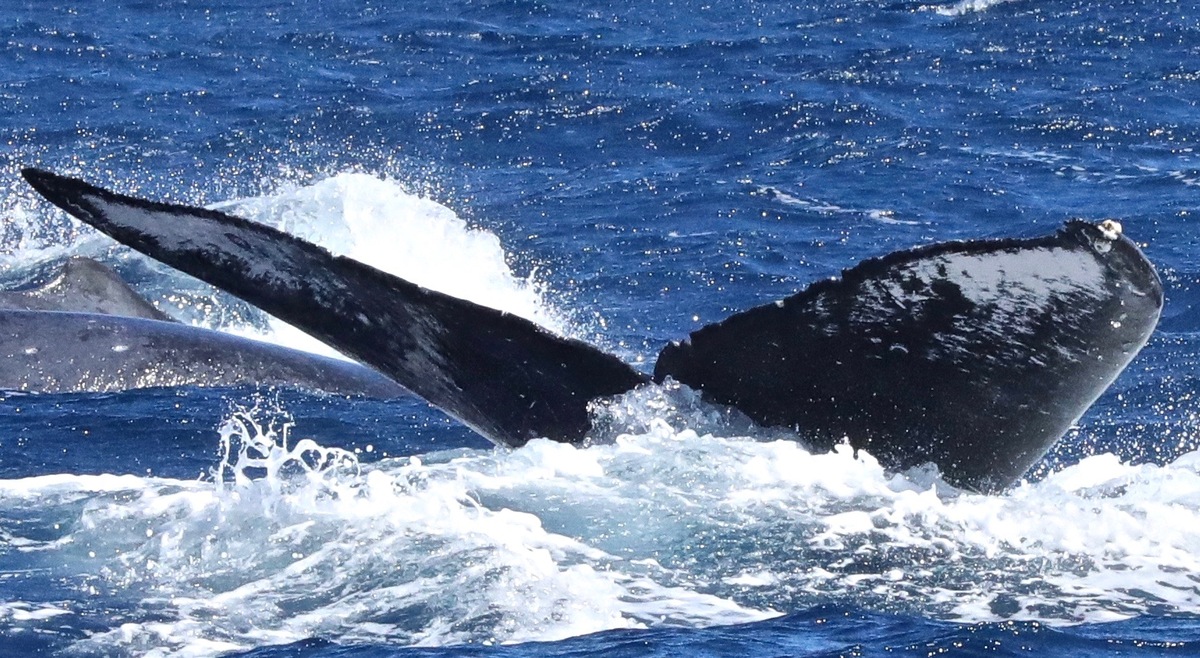 Fluke of HW-MN0441319