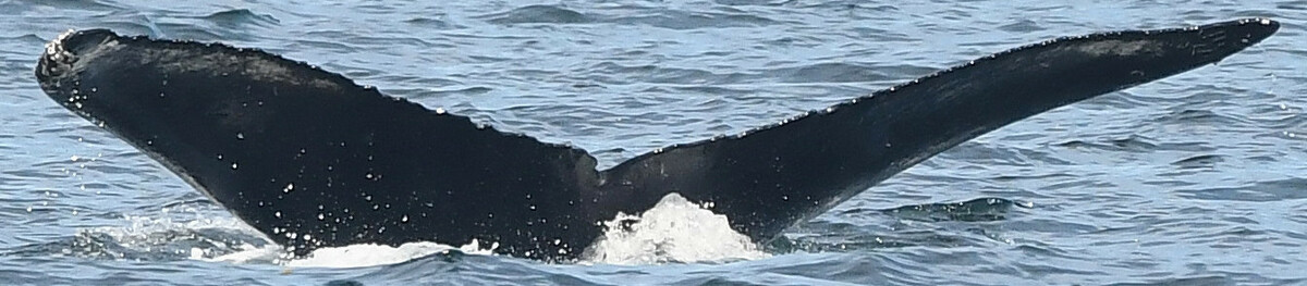 Fluke of Trooper (Salish Sea)