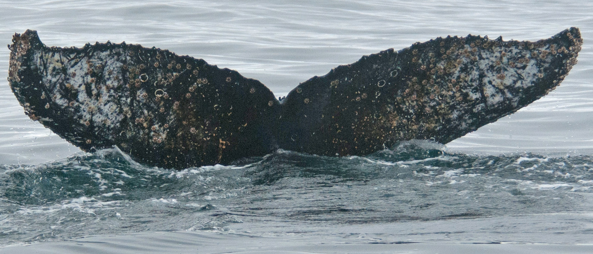 Fluke of BTBEL-Mn_02_088