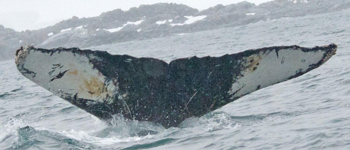 Fluke of BTBEL-Mn_02_114