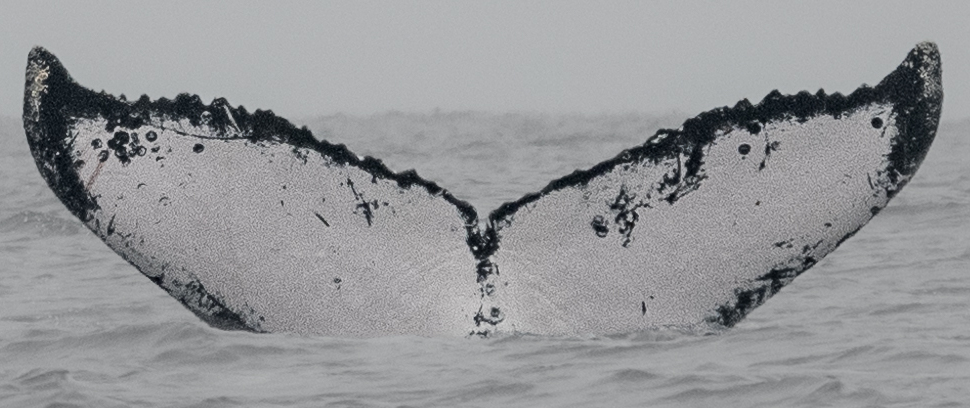 Fluke of BTBEL-Mn_1c_024