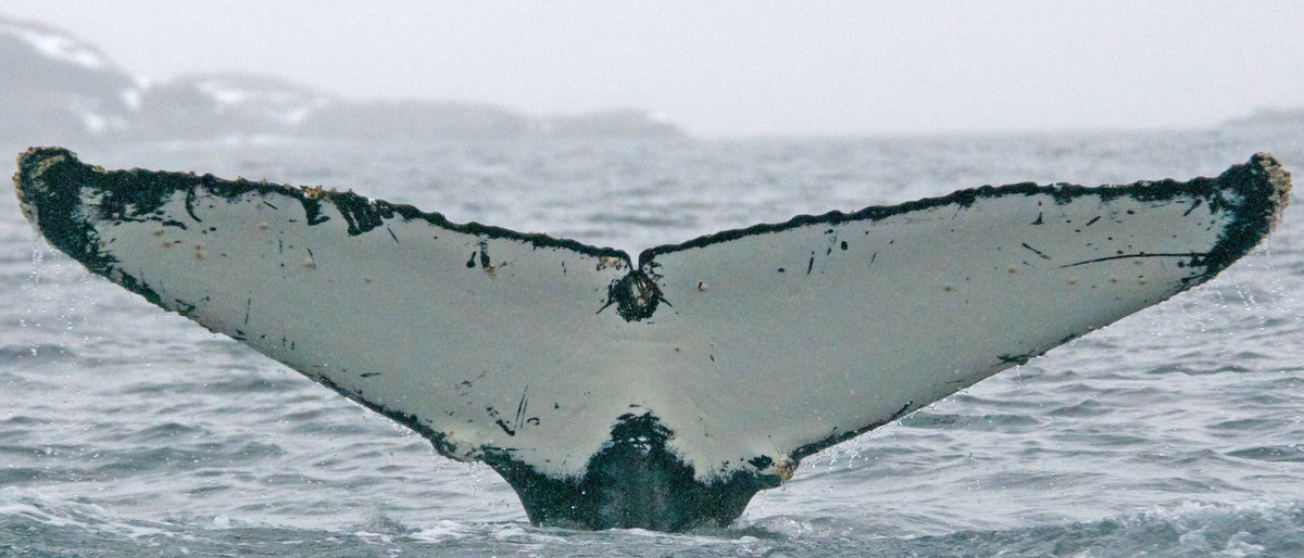 Fluke of BTBEL-Mn_1b_075